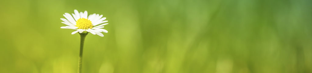 Rasen- und Gartengestaltung