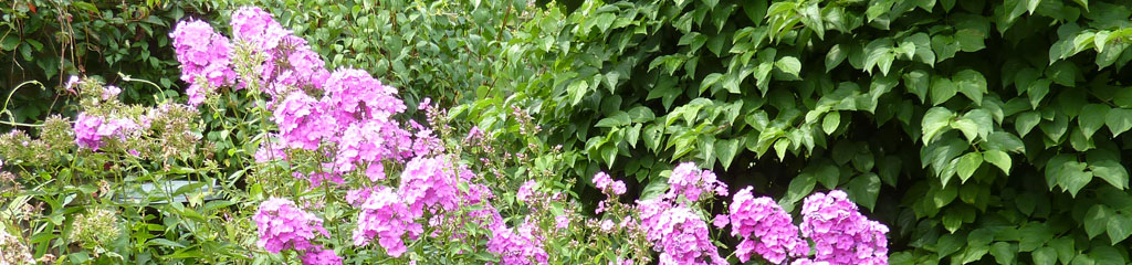 Blüten, Garen im Sommer