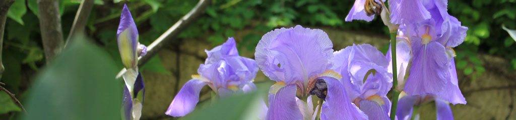 Iris mit Bäumen