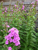 Hecken- und Strauchschnitt